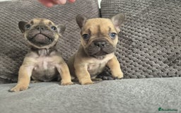 French Bulldog dogs for sale: Stunning French bulldog puppies 5 boys 2 girls  - Image 13
