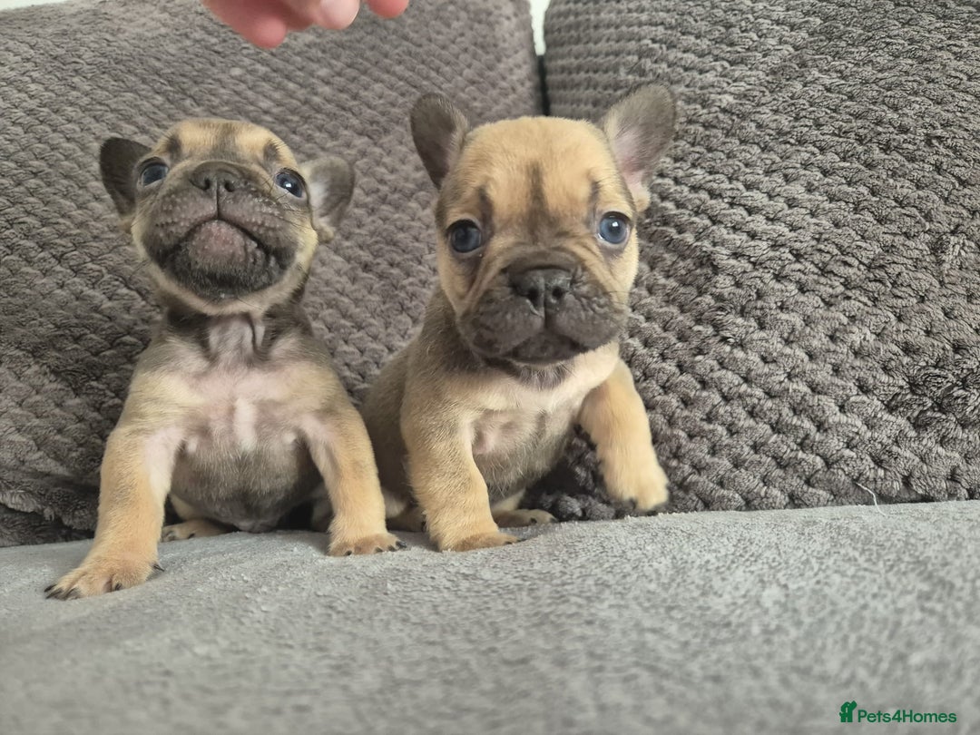 French Bulldog dogs for sale: Stunning French bulldog puppies 5 boys 2 girls  - Image 13