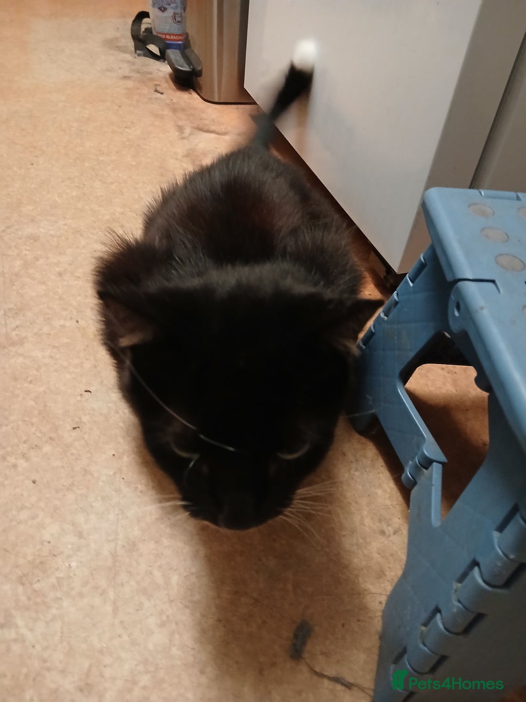 Mixed Breed cats for sale: Ideal Companion cat looking for forever home - Image 5