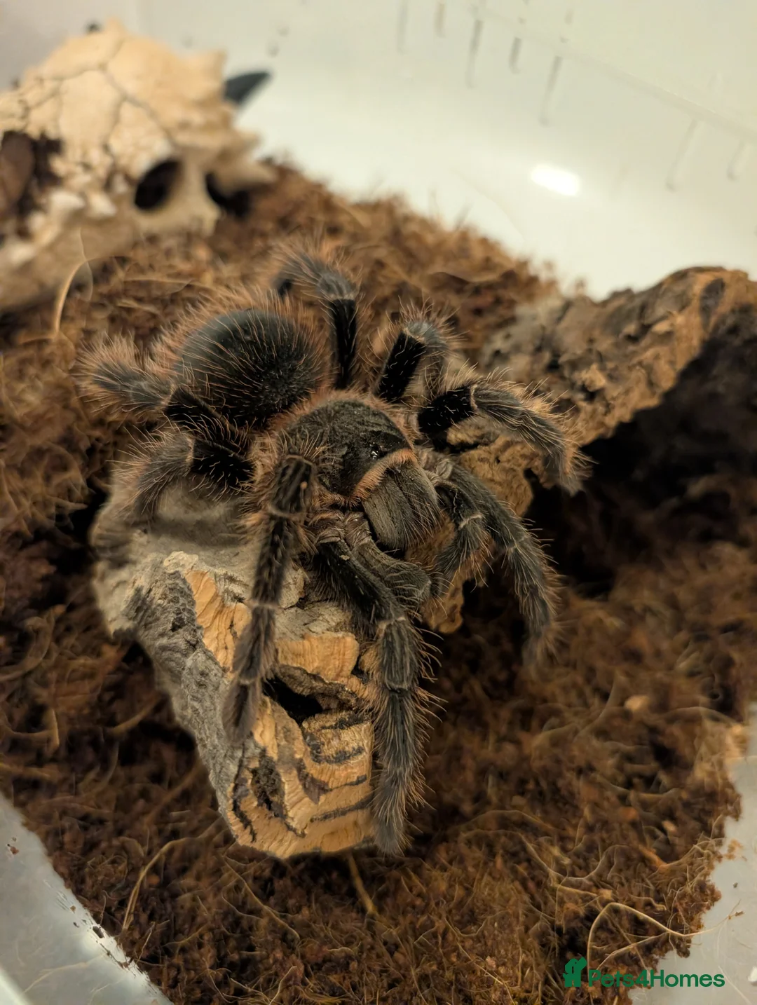 Tarantulas invertebrates for sale: Scarlet birdeater /Lasiodora klugi Tarantula  in Tamworth - Advert 1