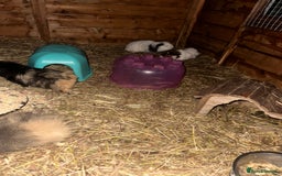 Guinea Pig rodents for sale: Guinee pig boys for sale  - Advert 3