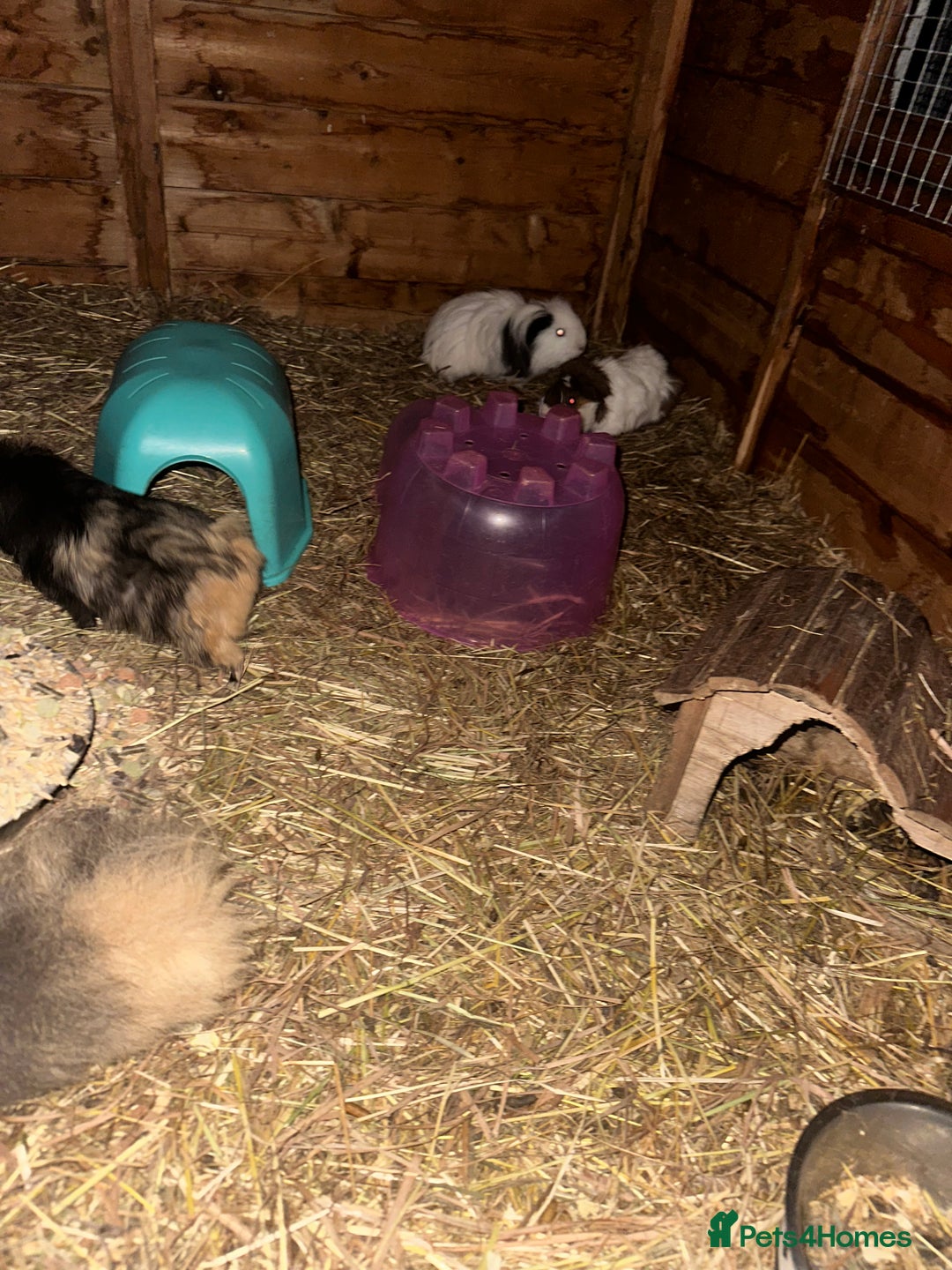 Guinea Pig rodents for sale: Guinee pig boys for sale  - Advert 3