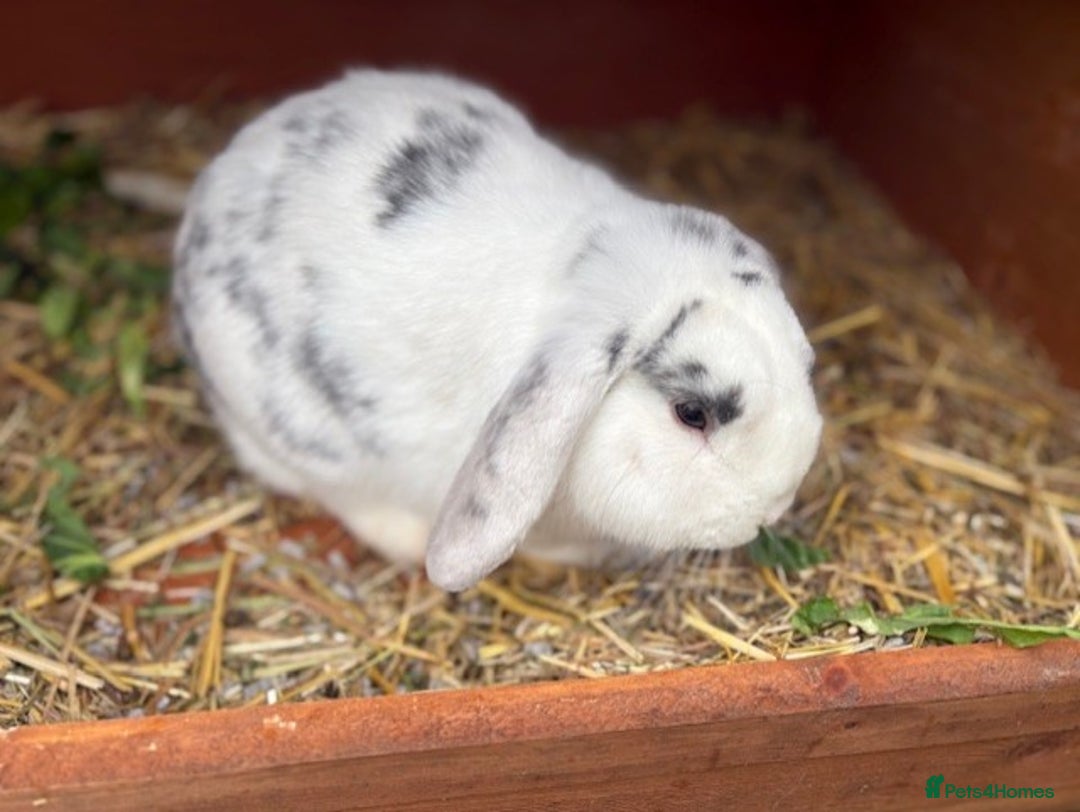 Mixed Breed rabbits for sale: Mini Lop X - Advert 4