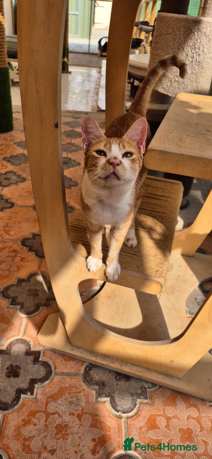 Arabian Mau cats Lady Marmalade  - Advert 1