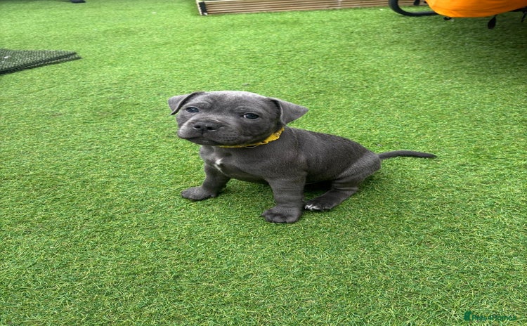 Staffordshire Bull Terrier dogs - Advert 1
