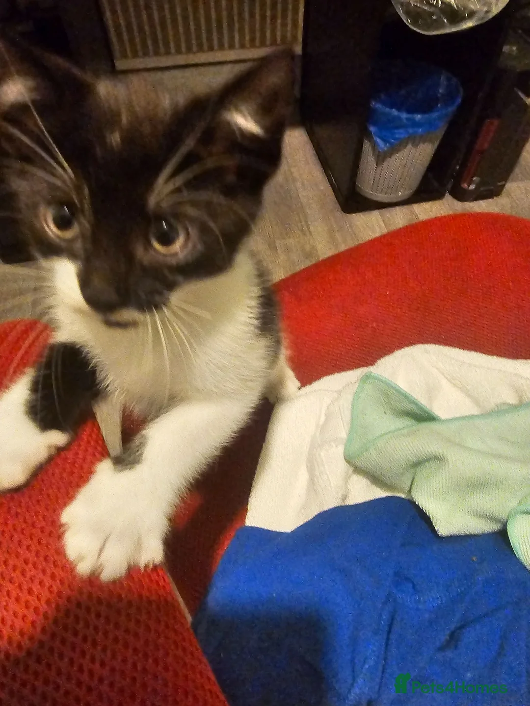Mixed Breed cats for adoption: Kittens  in Crawley - Advert 6