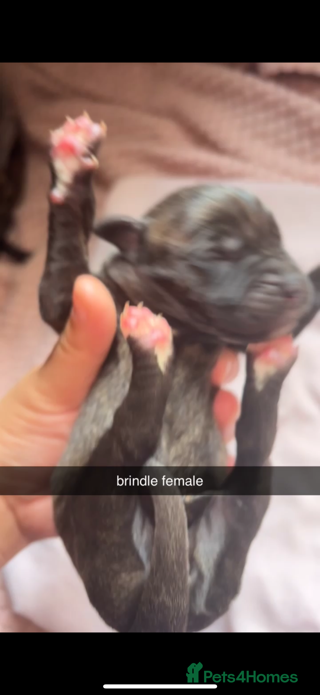 Cane Corso dogs for sale: Cane Corso first litter of puppies !! - Image 9