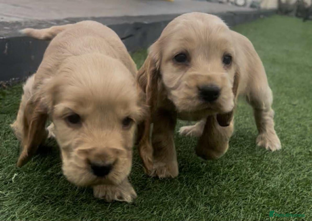 Cocker Spaniel dogs for sale: Show cockers for sale - Image 5