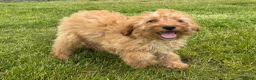 Cavapoo dogs for sale: 🌟 DNA Tested KC Parents Red F1 Cavapoo Puppies - Advert 3
