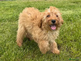 Cavapoo dogs 🌟 DNA Tested KC Parents Red F1 Cavapoo Puppies - Advert 1