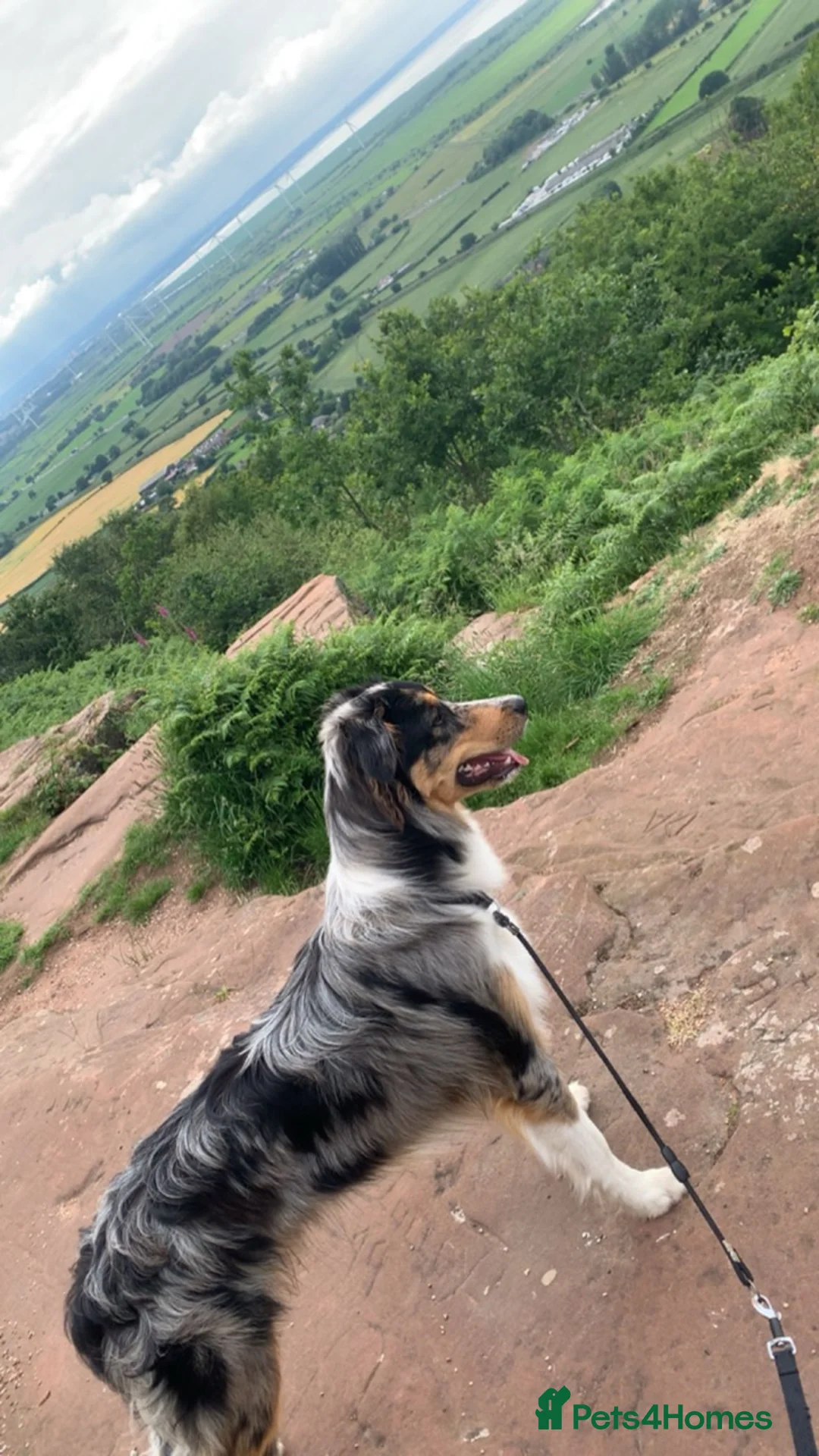 Border Collie dogs for stud: BORDER COLLIE STUD AVAILABLE in Prescot - Advert 2