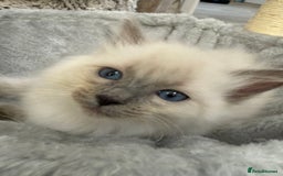 Ragdoll cats for sale: 3 fluffy fluff balls of Ragdoll… 07508 297567 - Image 10