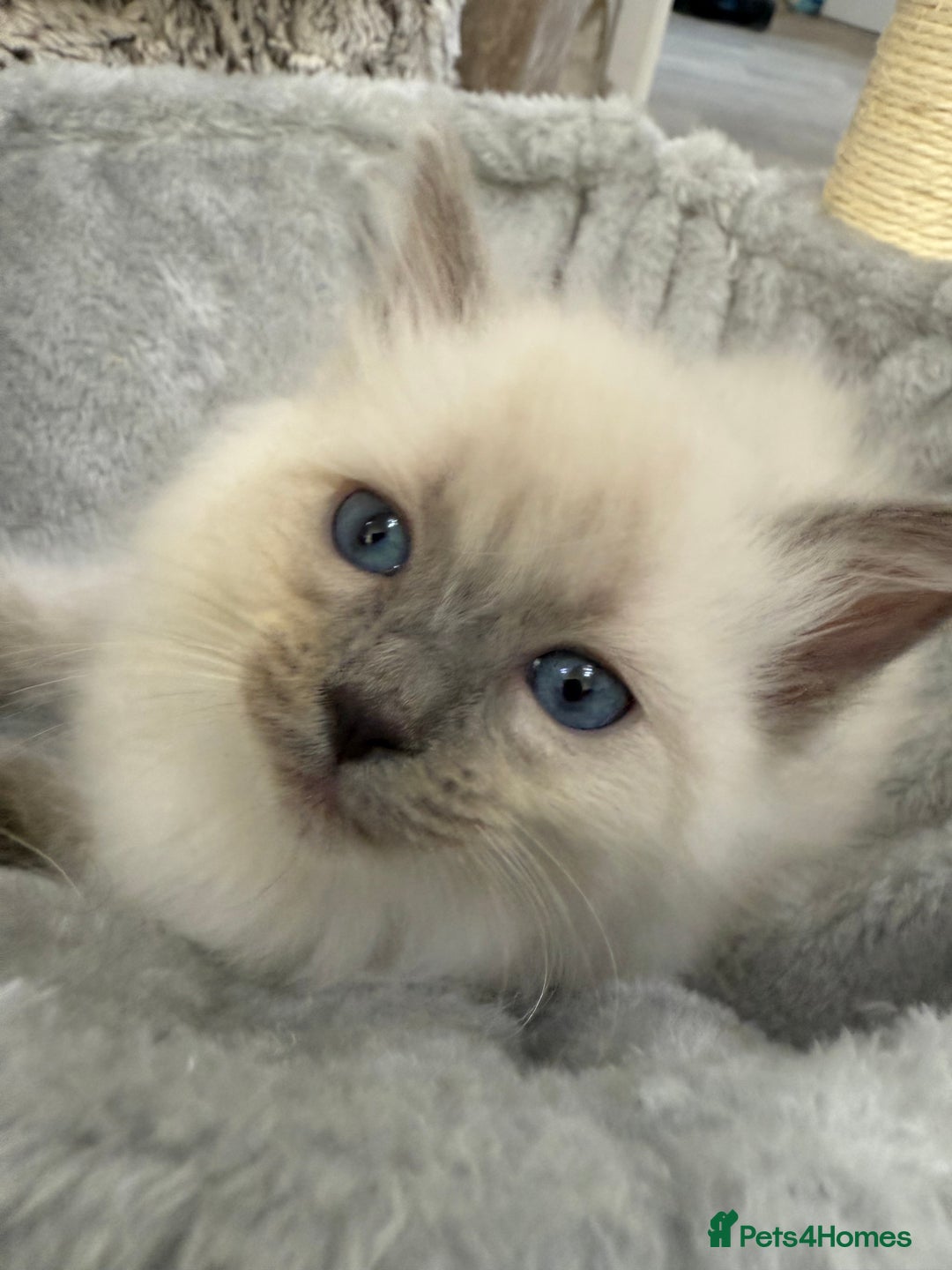Ragdoll cats for sale: 3 fluffy fluff balls of Ragdoll… 07508 297567 - Image 10