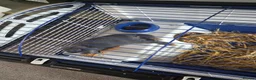 Mini Lop rabbits for sale: Comes with whole set up in Mansfield - Advert 3