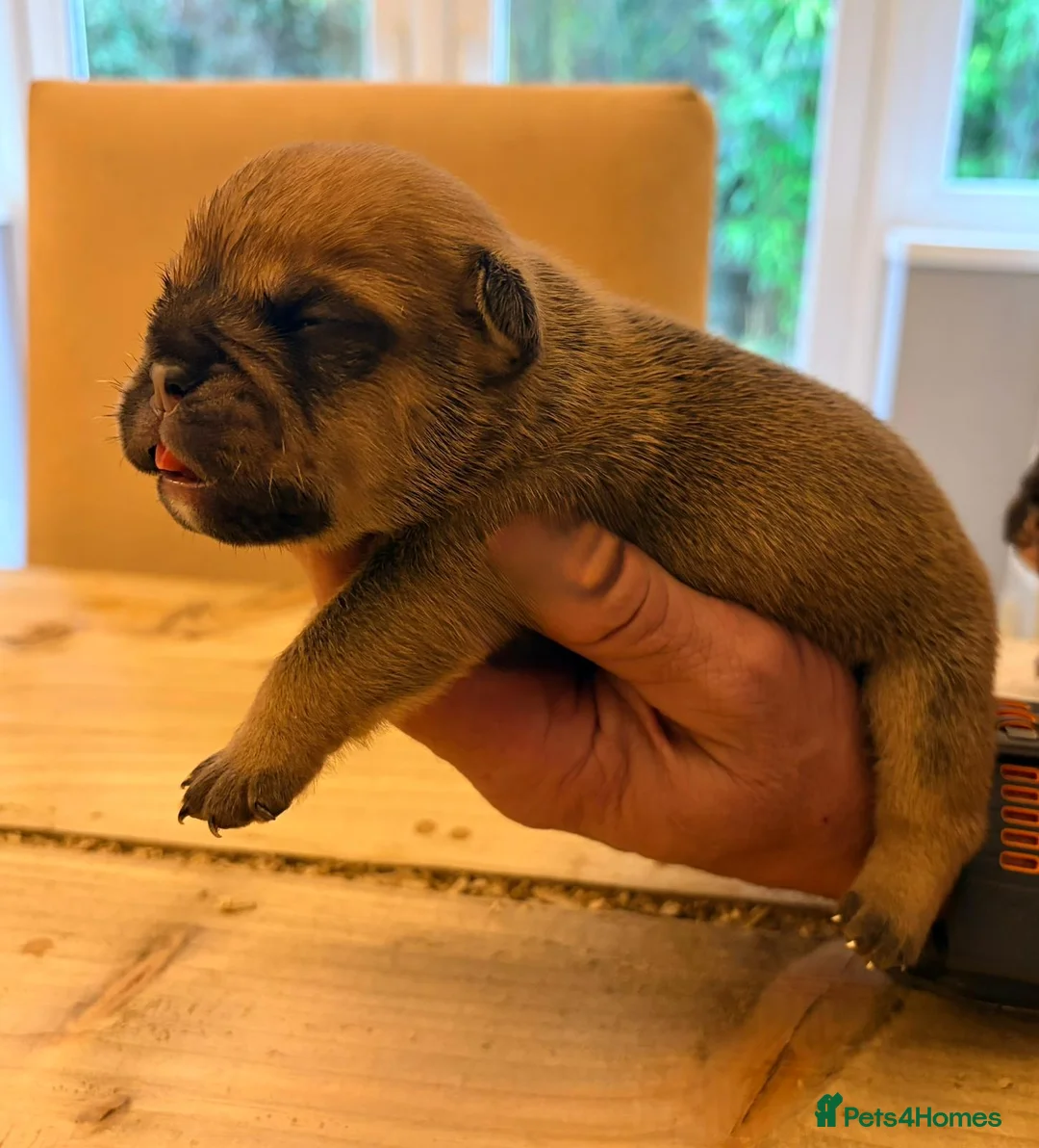 English Bulldog dogs for sale: Bulldog puppies  - Advert 24