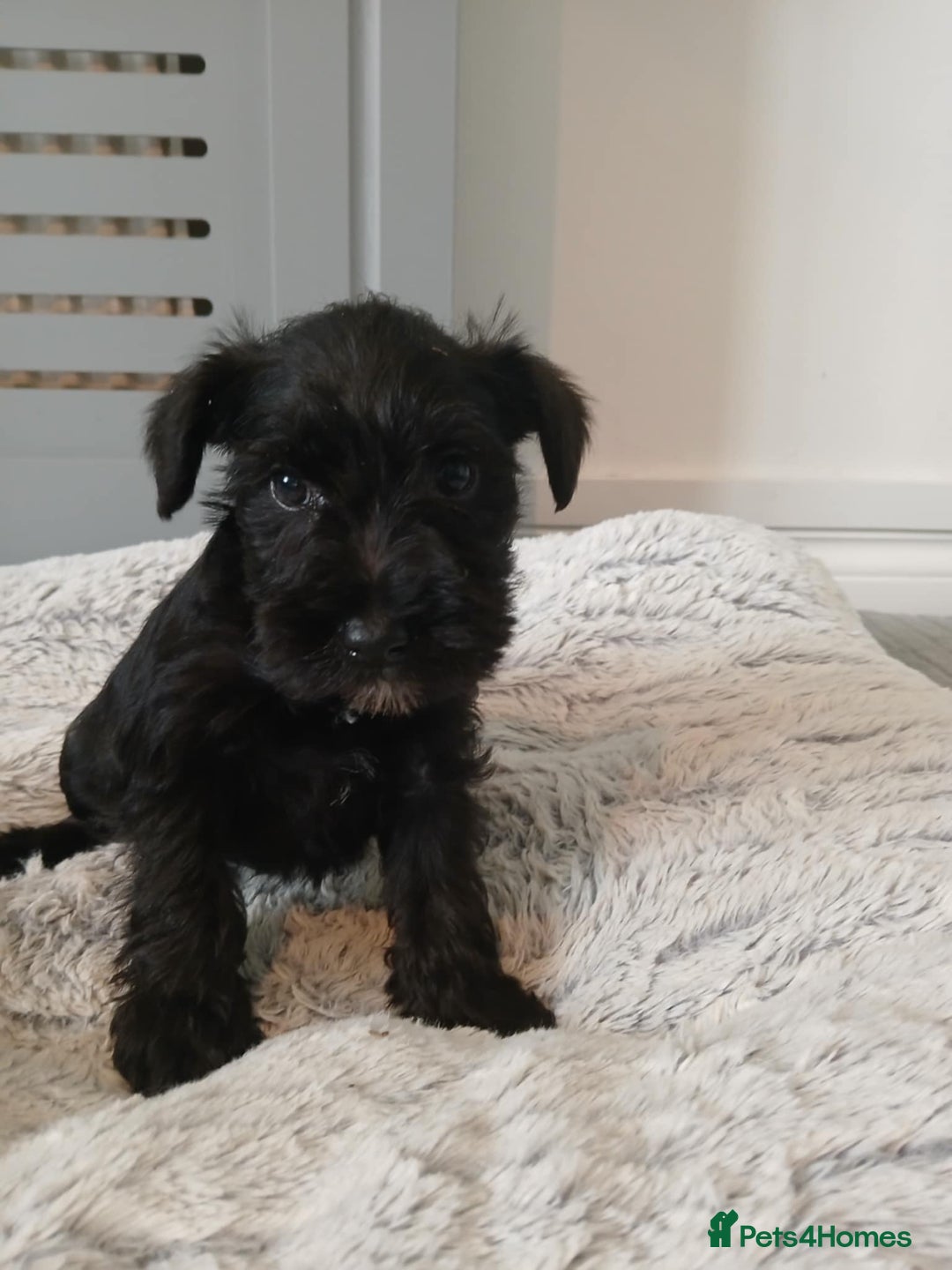 Miniature Schnauzer dogs for stud: KC reg Miniature Schnauzer Proven 'super' Stud  in Cockermouth - Advert 10