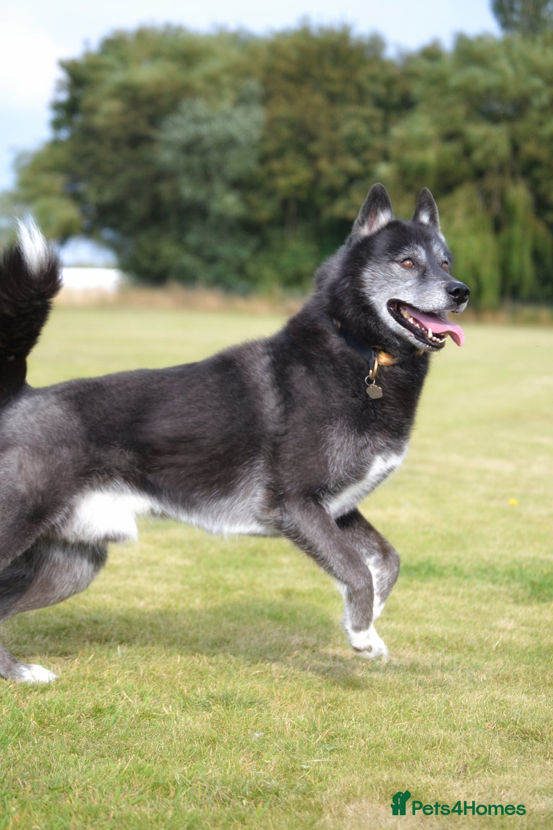 Siberian Husky dogs for stud: 3 Health tested KC Reg Polish Imports At Stud in Scunthorpe - Image 4