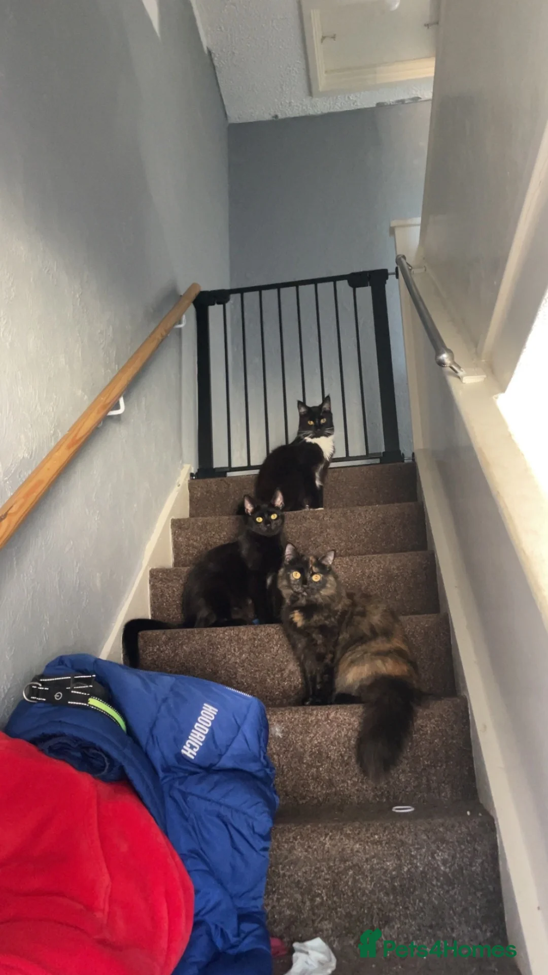 British Shorthair cats for sale: 1 year old female in Rotherham - Advert 2