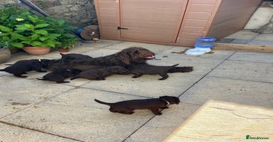 Labradoodle dogs - Advert 11
