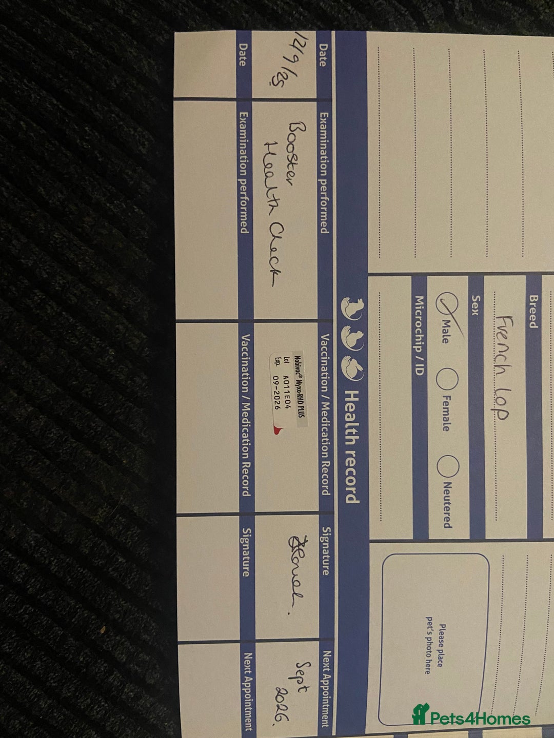 French Lop rabbits for sale: Male French Lop  - Advert 5