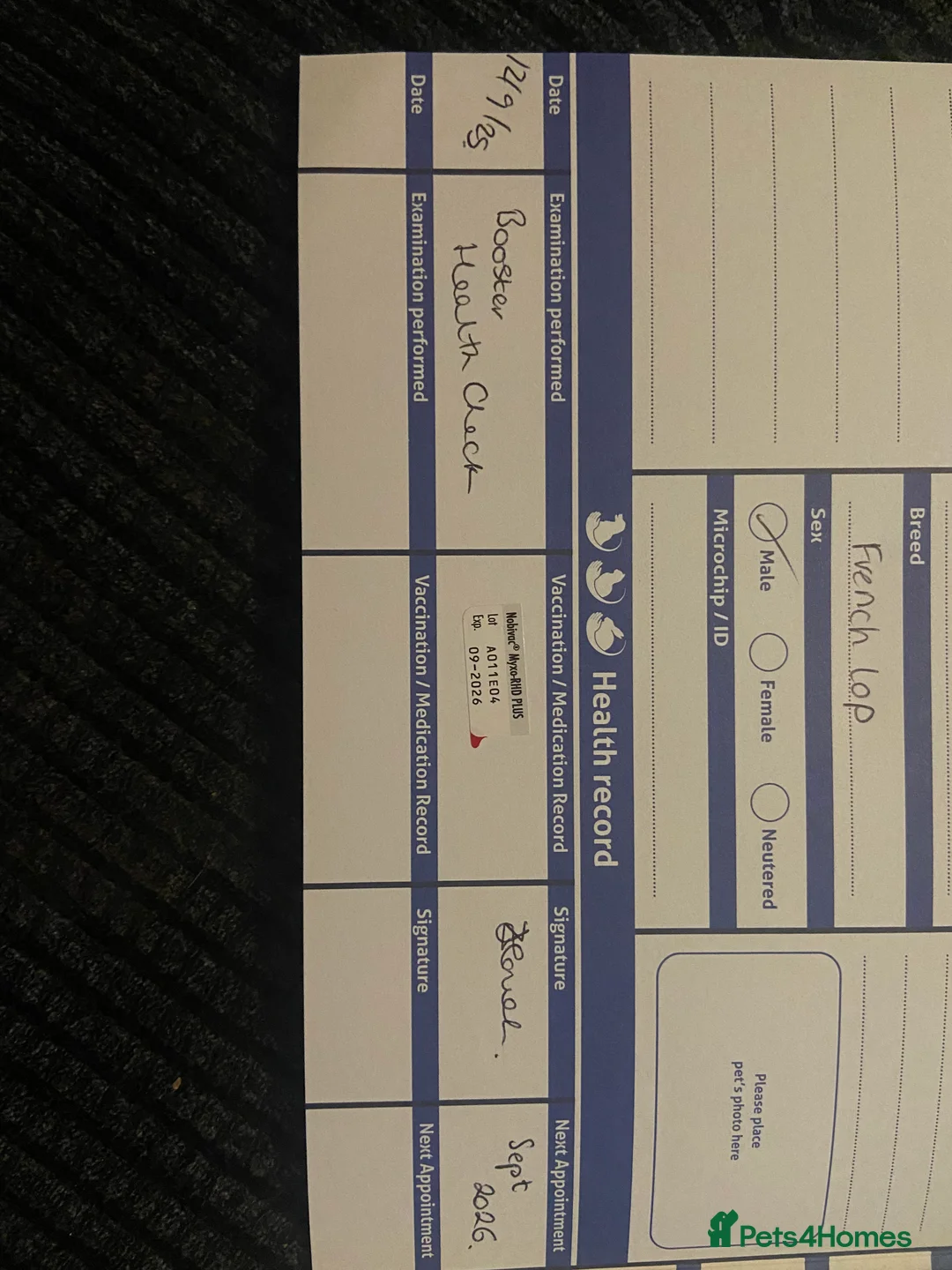 French Lop rabbits for sale: Male French Lop  - Advert 4