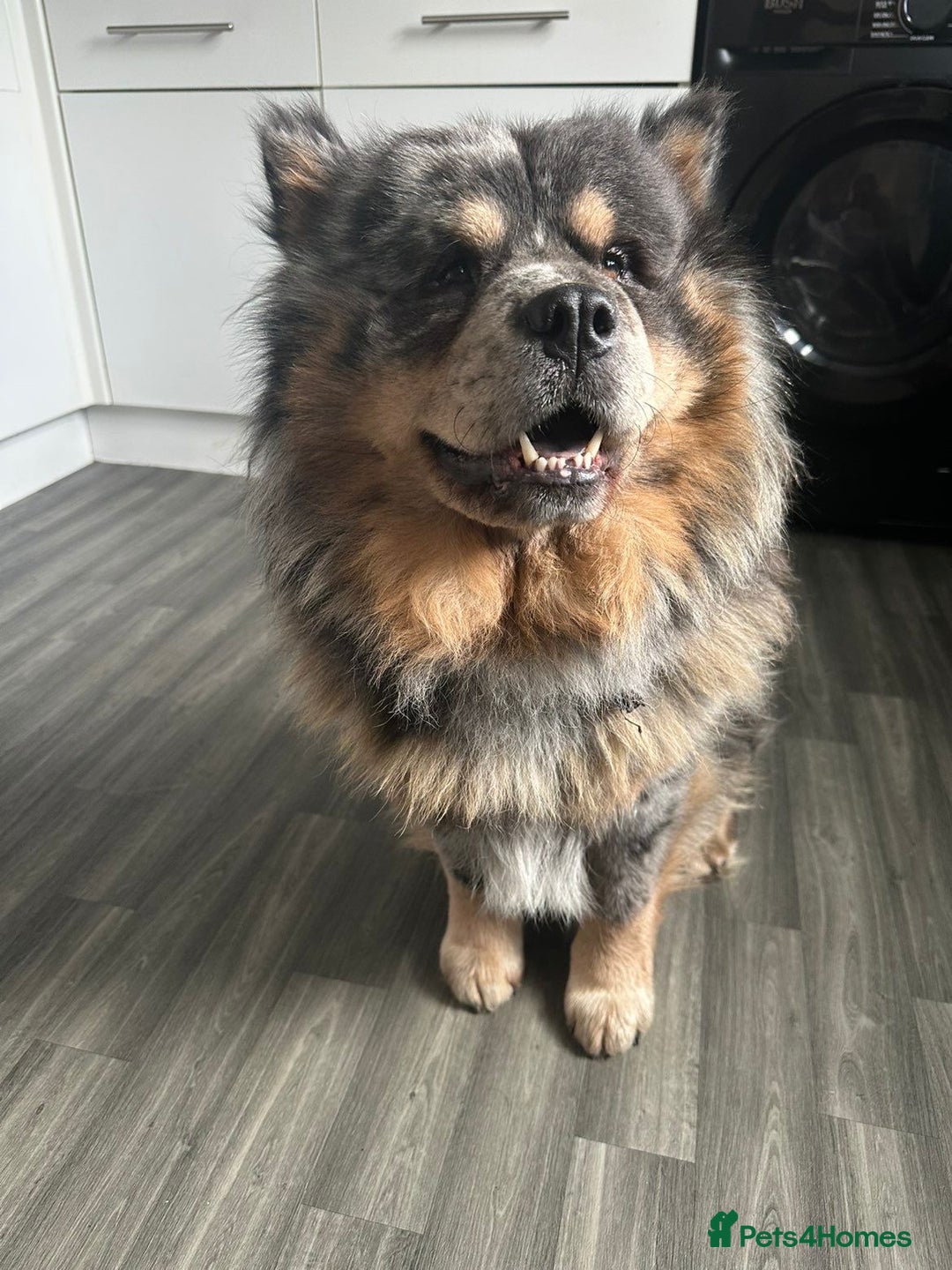 Chow Chow dogs for stud: Pumba direct at at  - Image 2