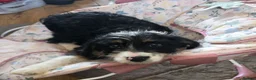 Mixed Breed dogs for sale: Borderpoo puppies - Advert 10