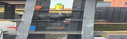 Mixed Breed cats for sale: Black cat mixed breed  in Mansfield - Advert 3