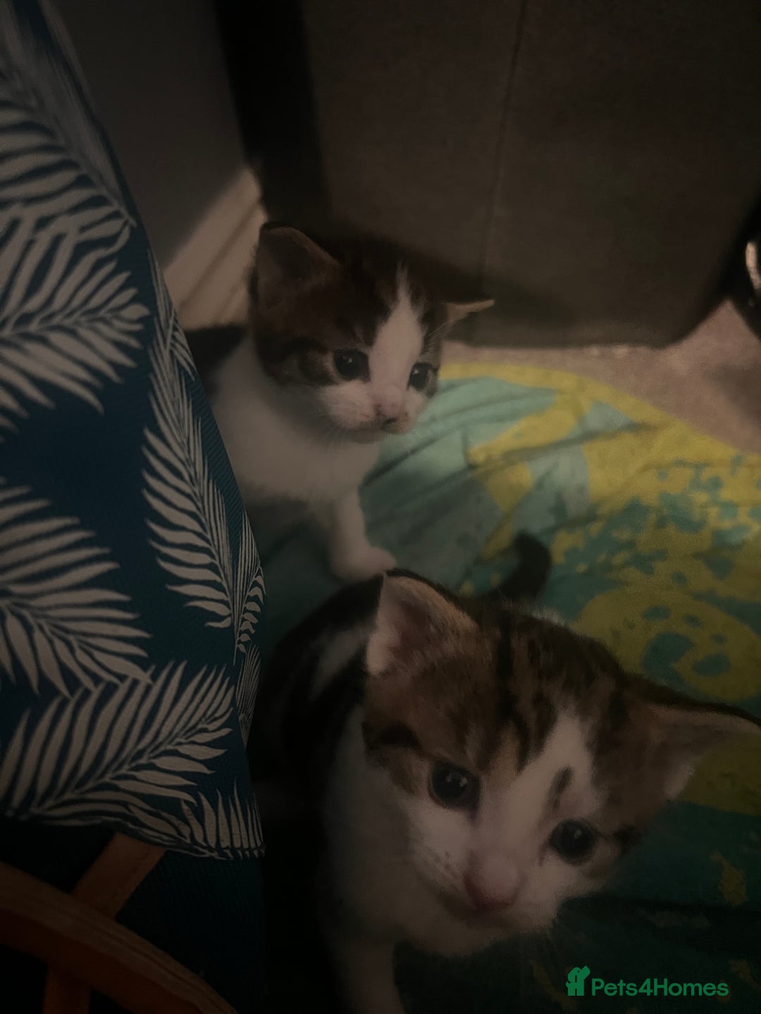 Mixed Breed cats for sale: 5 beautiful kittens  - Image 14