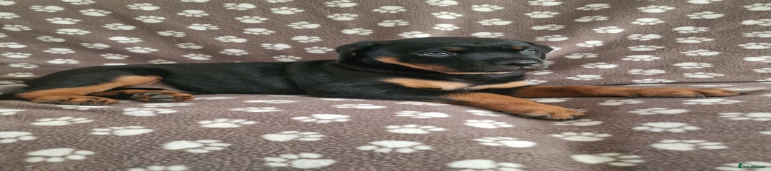 Rottweiler Puppy 8