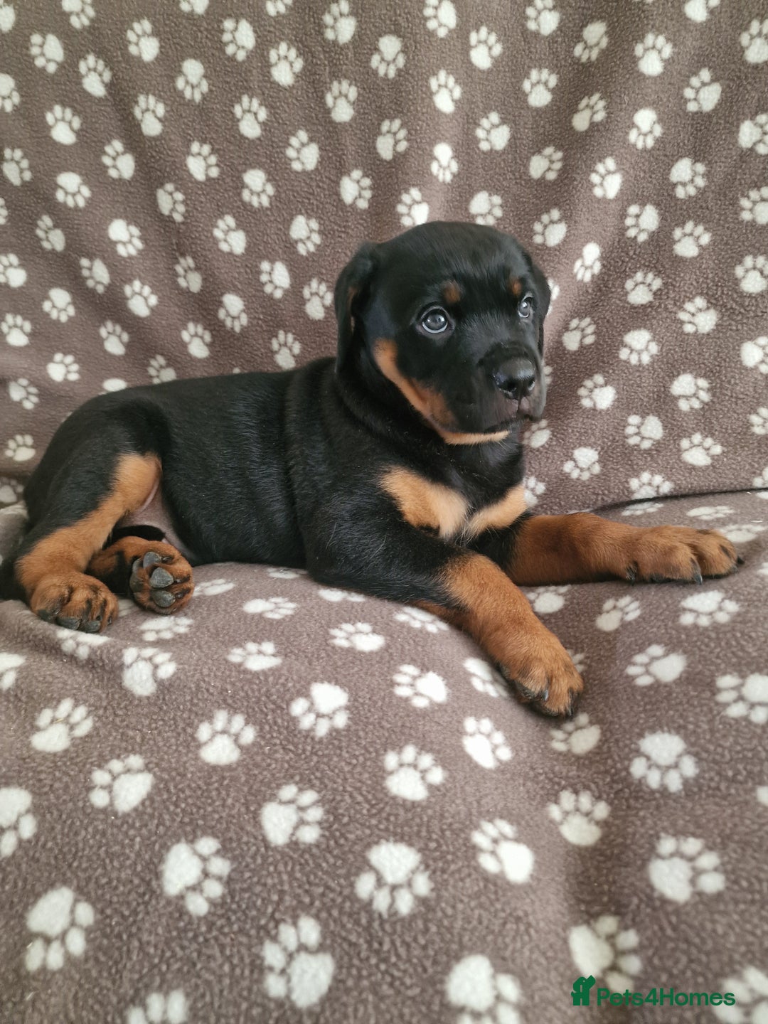 Rottweiler dogs for sale: Kc rottweiler puppies  - Image 7
