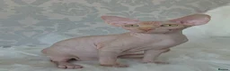 Sphynx cats for sale: 2 Stunning Sphynx Boys – Ready Now 💙 - Advert 30