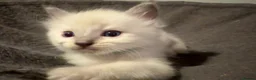 Ragdoll cats for sale: Three Stunning Blue Point Ragdoll Boys Available  - Advert 10