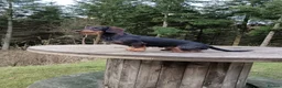 Dachshund dogs for sale: Wire Haired Dachshund Puppies - Advert 19