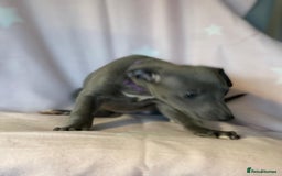 Whippet dogs for sale: Blue whippet puppies for sale - Image 4