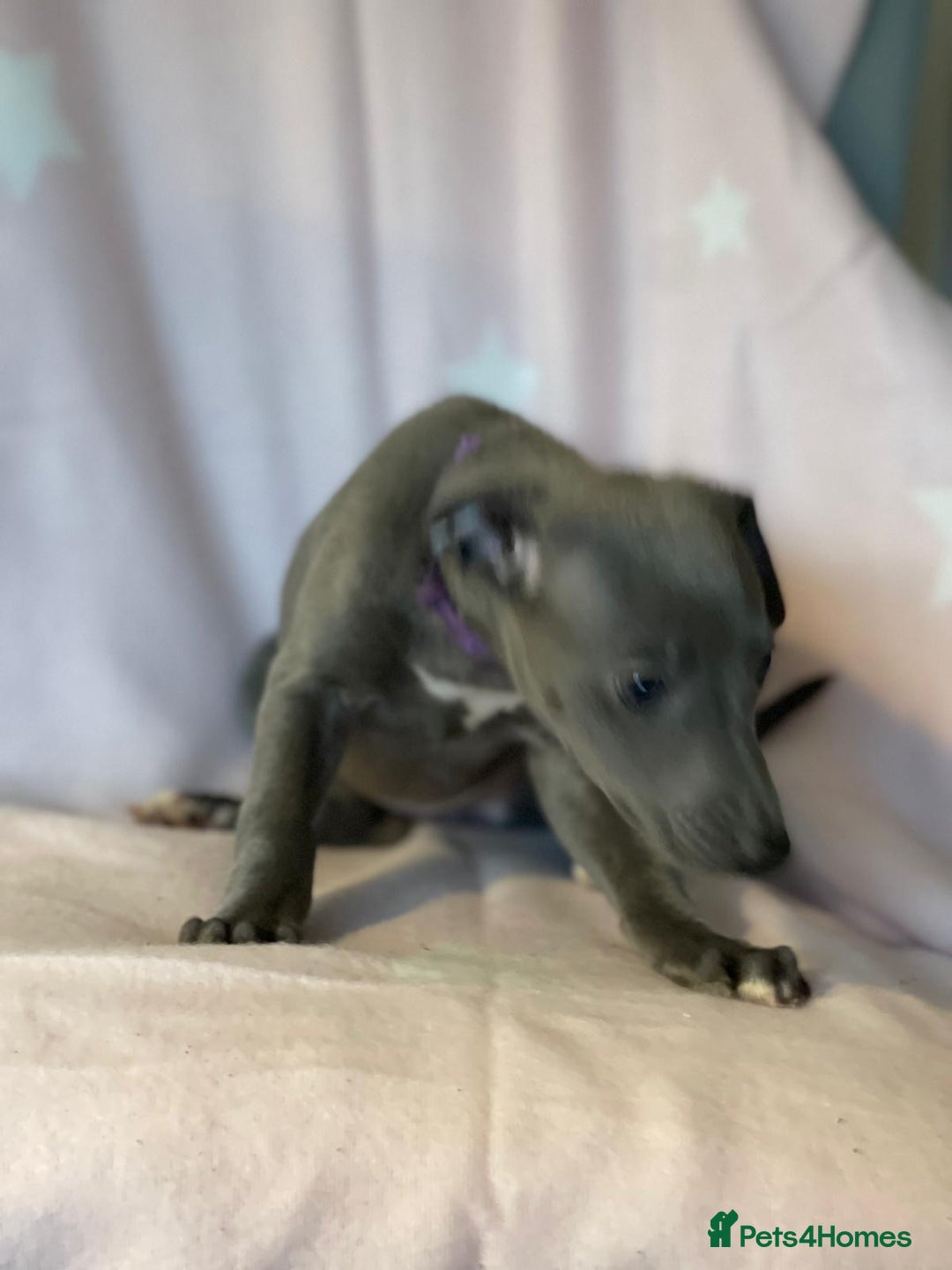 Whippet dogs for sale: Blue whippet puppies for sale - Image 4