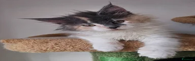 Maine Coon 11