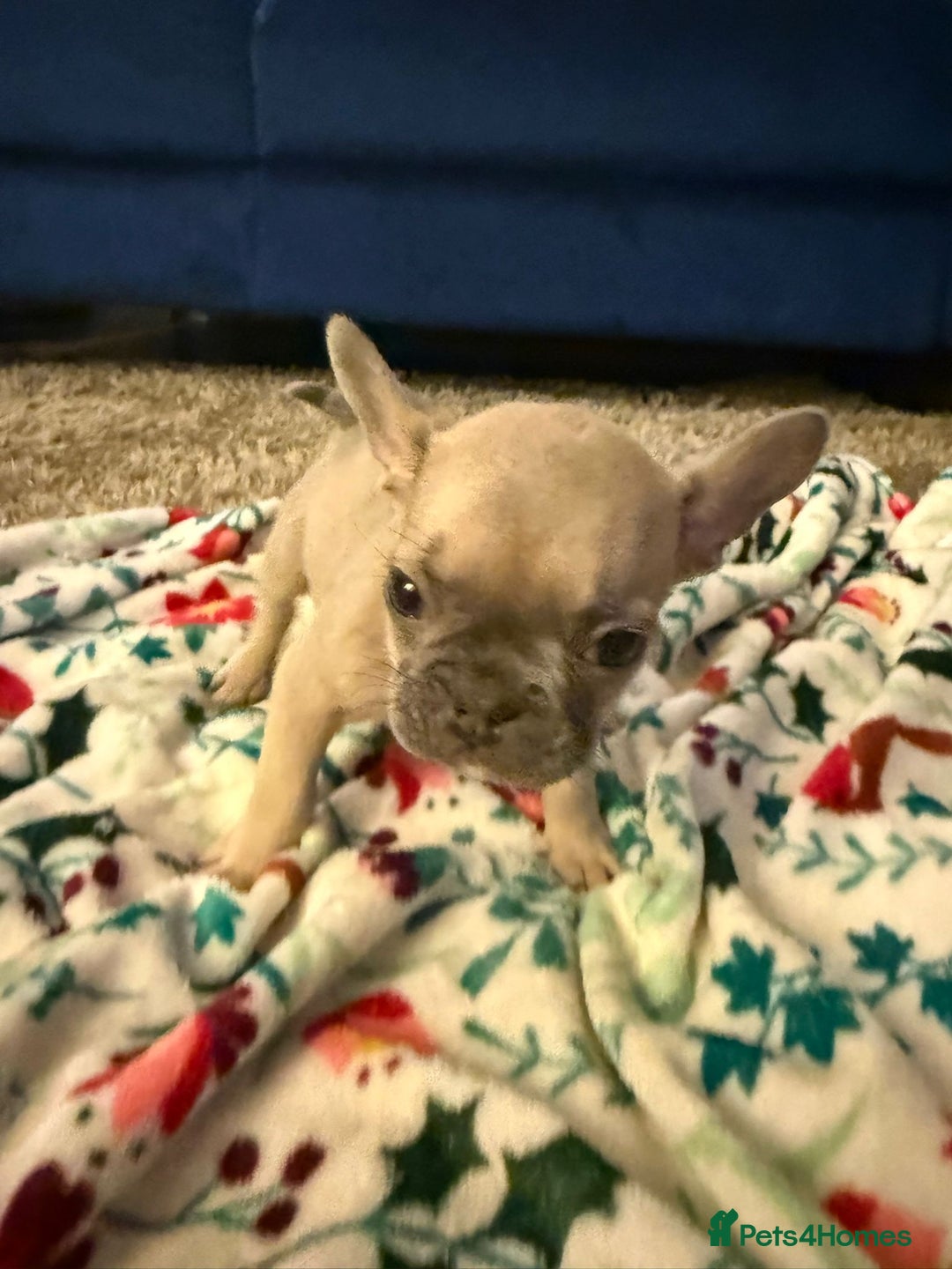 French Bulldog dogs for sale: French bulldog puppies  - Advert 17