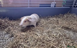 Guinea Pig rodents for sale: Female Guinea pigs for sale  - Image 6