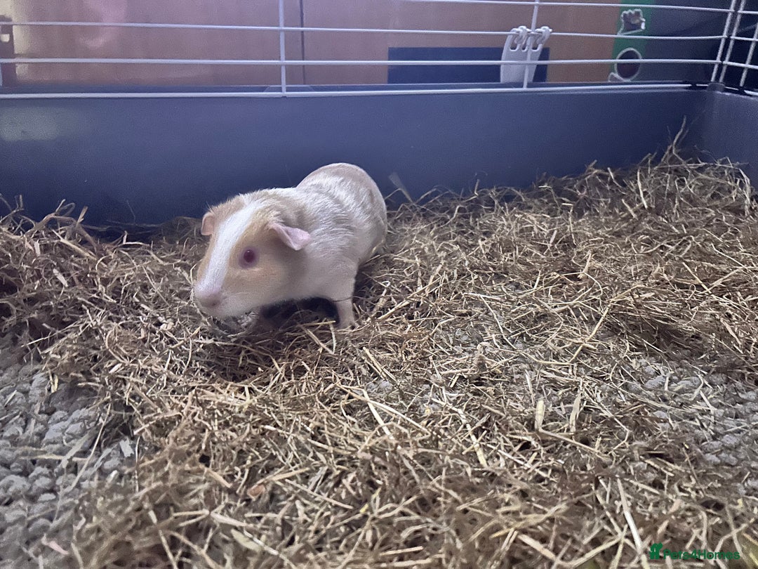 Guinea Pig rodents for sale: Female Guinea pigs for sale  - Image 6