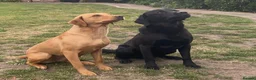 Labrador Retriever dogs for sale: Labrador puppies - Advert 10