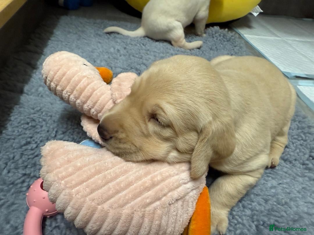 Labrador Retriever dogs for sale: Beautiful KC Labrador Pups - 2 x Yellow Girls  - Image 4