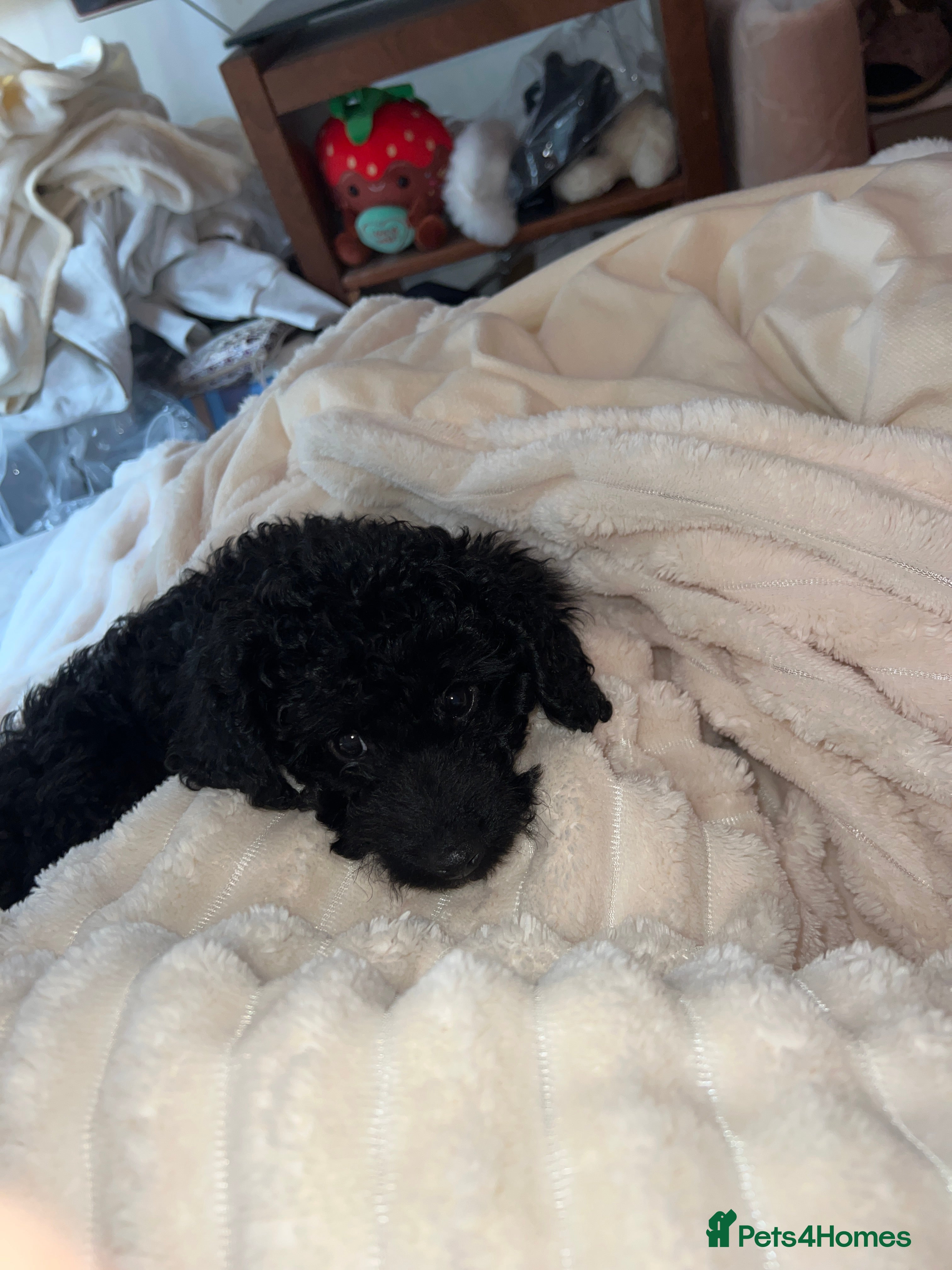 Cockapoo dogs Black FB1 cockapoo girl - Advert 3