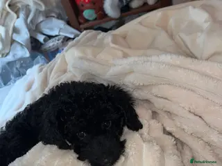 Cockapoo dogs Black FB1 cockapoo girl - Advert 3