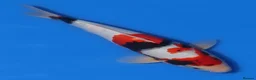 Koi Carp fish for sale: Japanese Koi - Top Quality - Advert 33