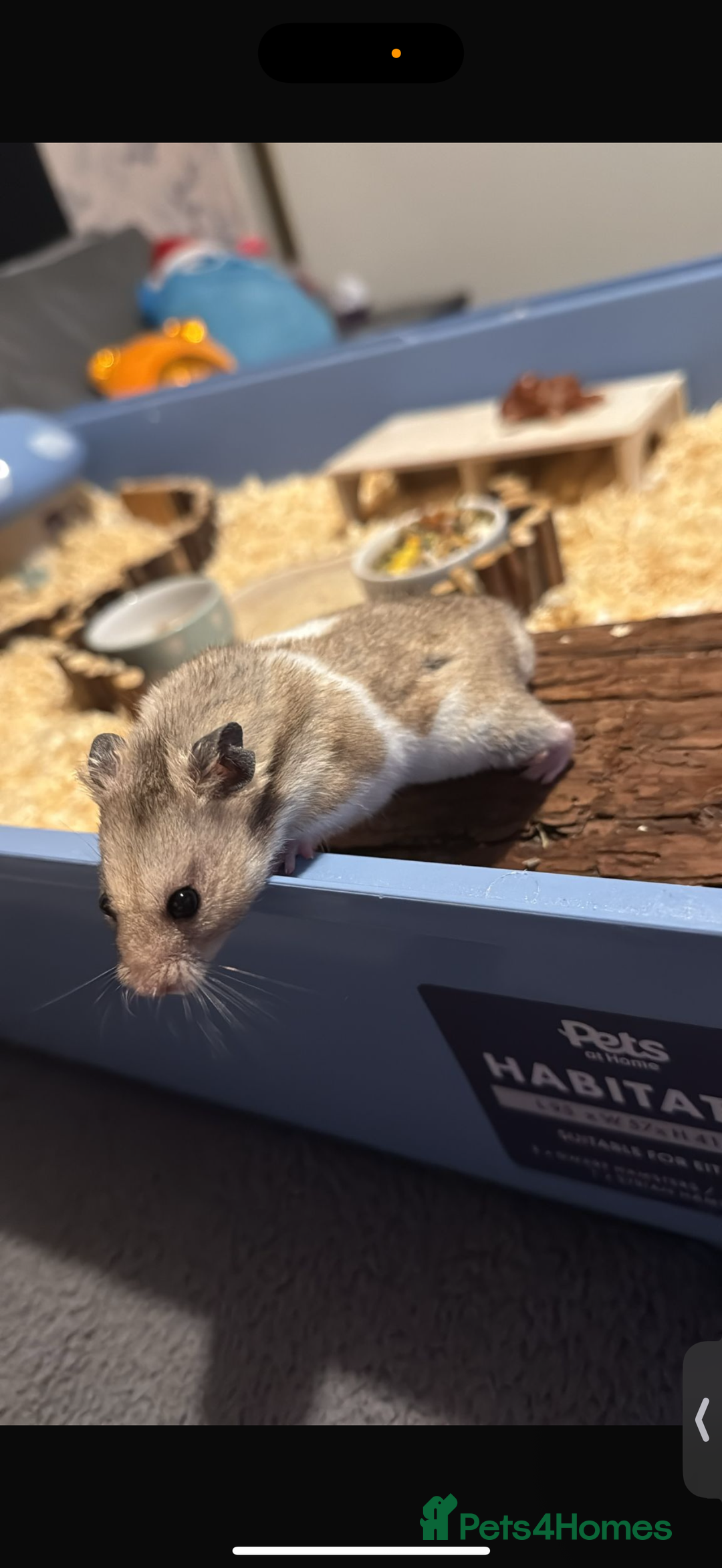 Hamster rodents for sale: 2 hamsters  - Advert 2