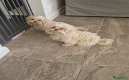 Shih Tzu dogs for sale: 9 month old female Shihtzu  - Image 4