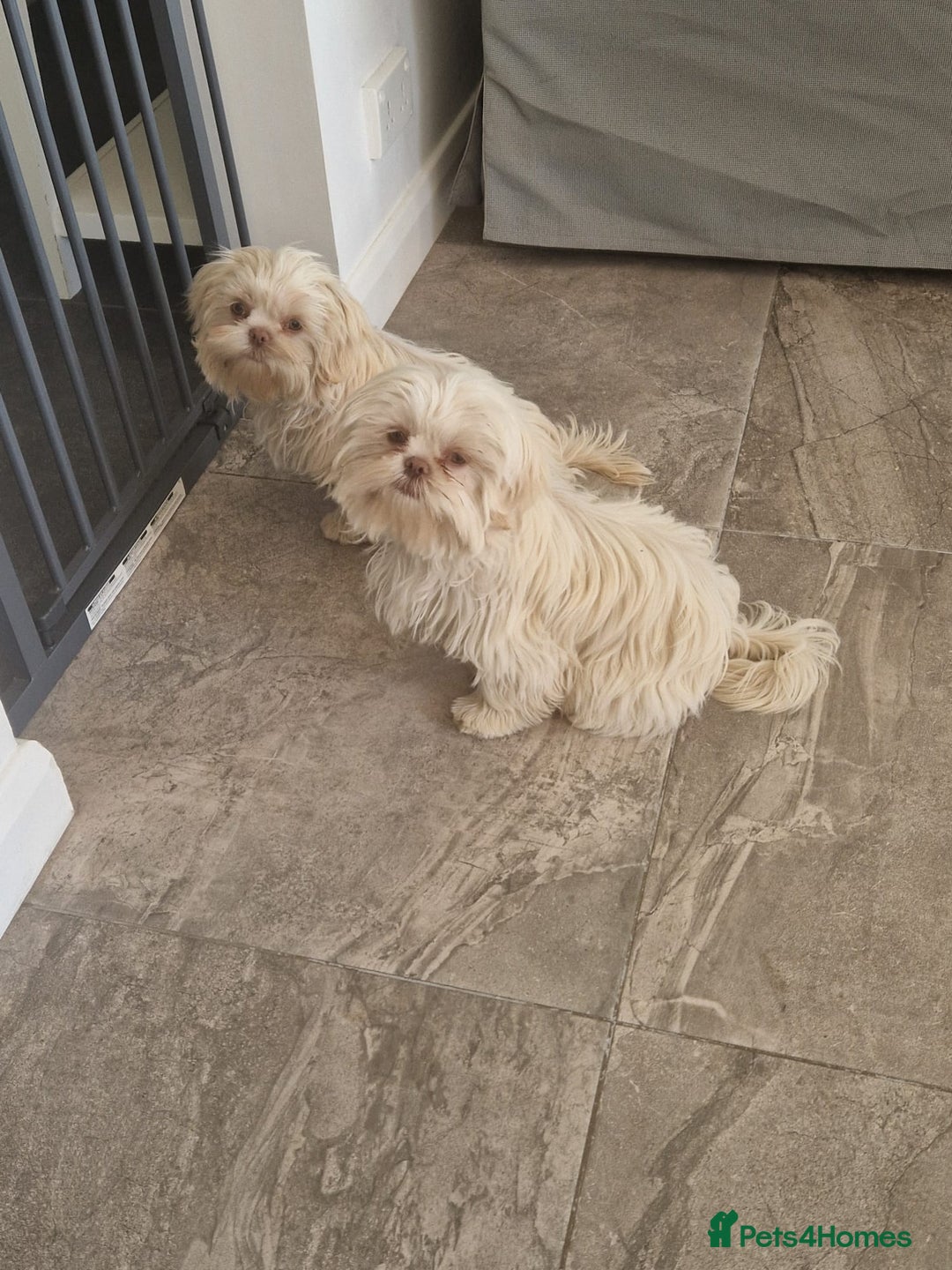 Shih Tzu dogs for sale: 9 month old female Shihtzu  - Image 4
