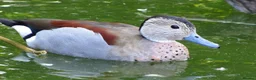 Ducks poultry for sale: Ornamental wildfowl for sale, 2026 bred - Advert 2