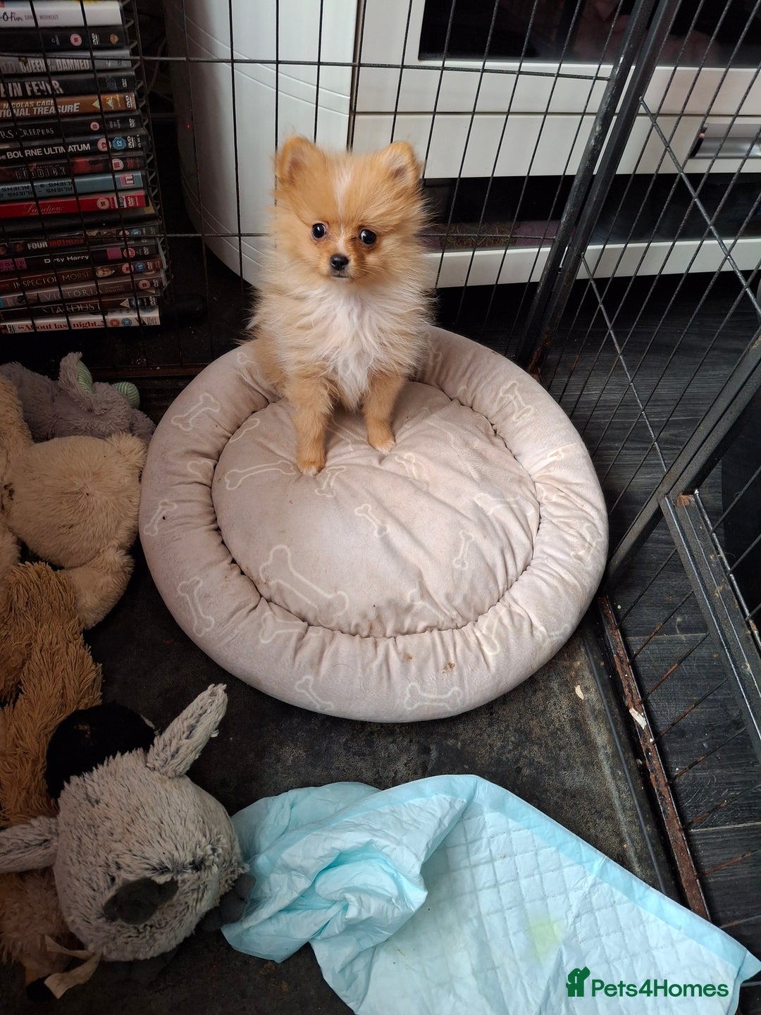 Pomeranian dogs for sale:  WELL BRED ** POMERANIAN - Image 13
